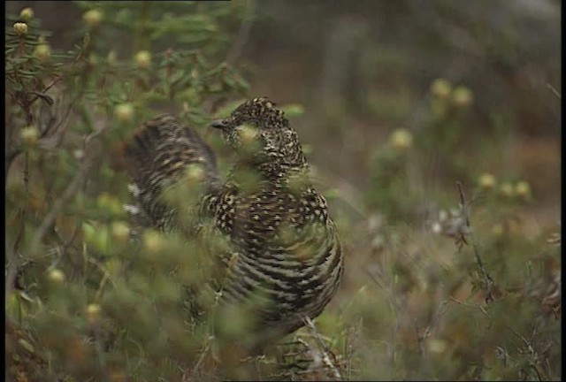 Spruce Grouse (Spruce) - ML449111