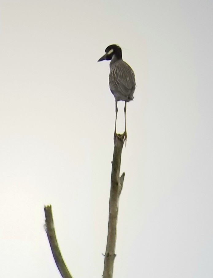 Yellow-crowned Night Heron - ML449111491