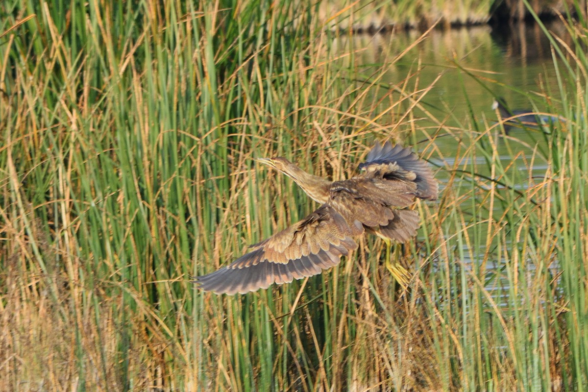 American Bittern - ML44911221