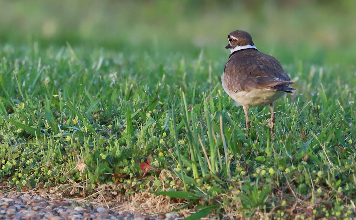 Killdeer - ML449115931