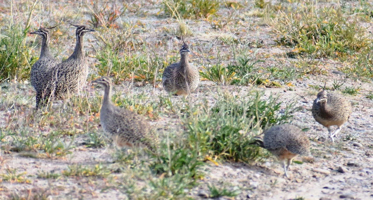 Elegant Crested-Tinamou - ML449116891