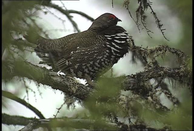 Spruce Grouse (Spruce) - ML449117