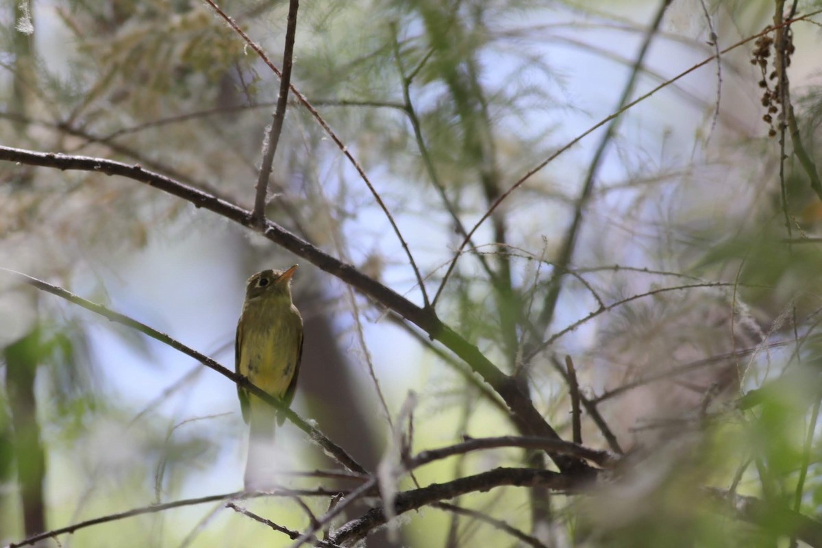 Western Flycatcher (Cordilleran) - ML449117111