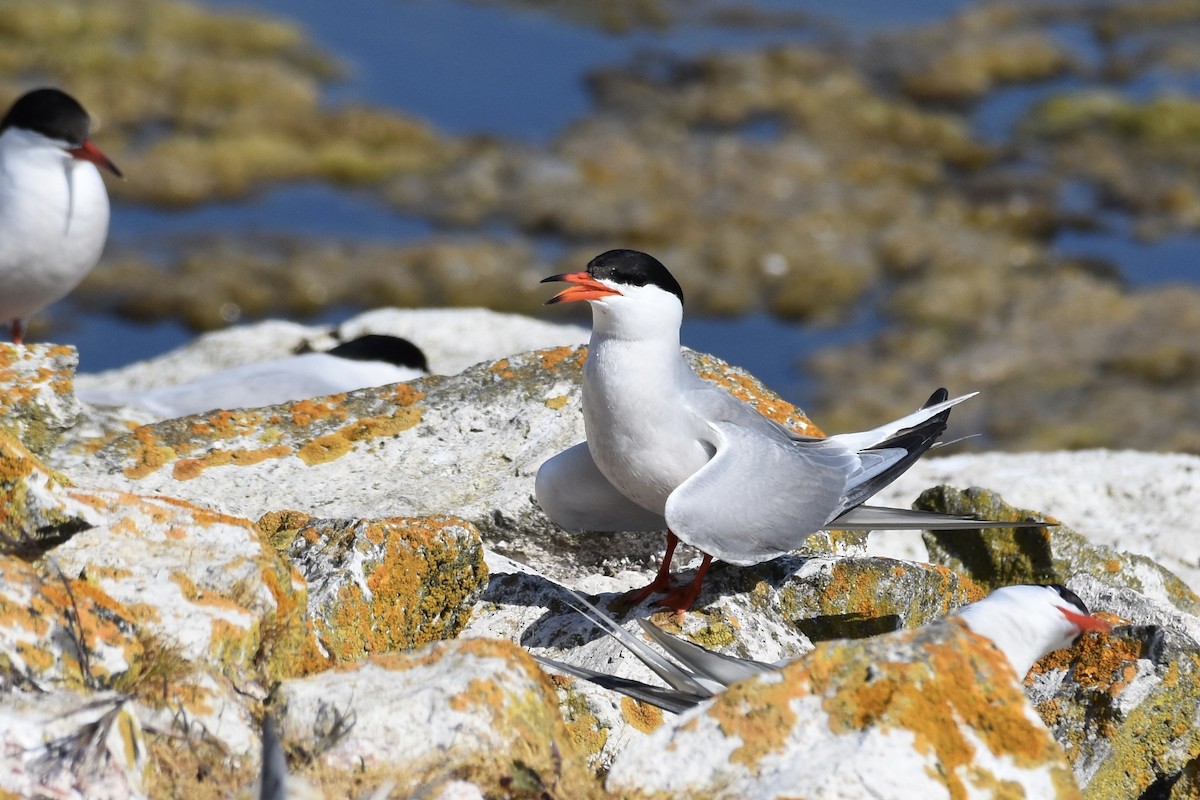 Common Tern - ML449117161