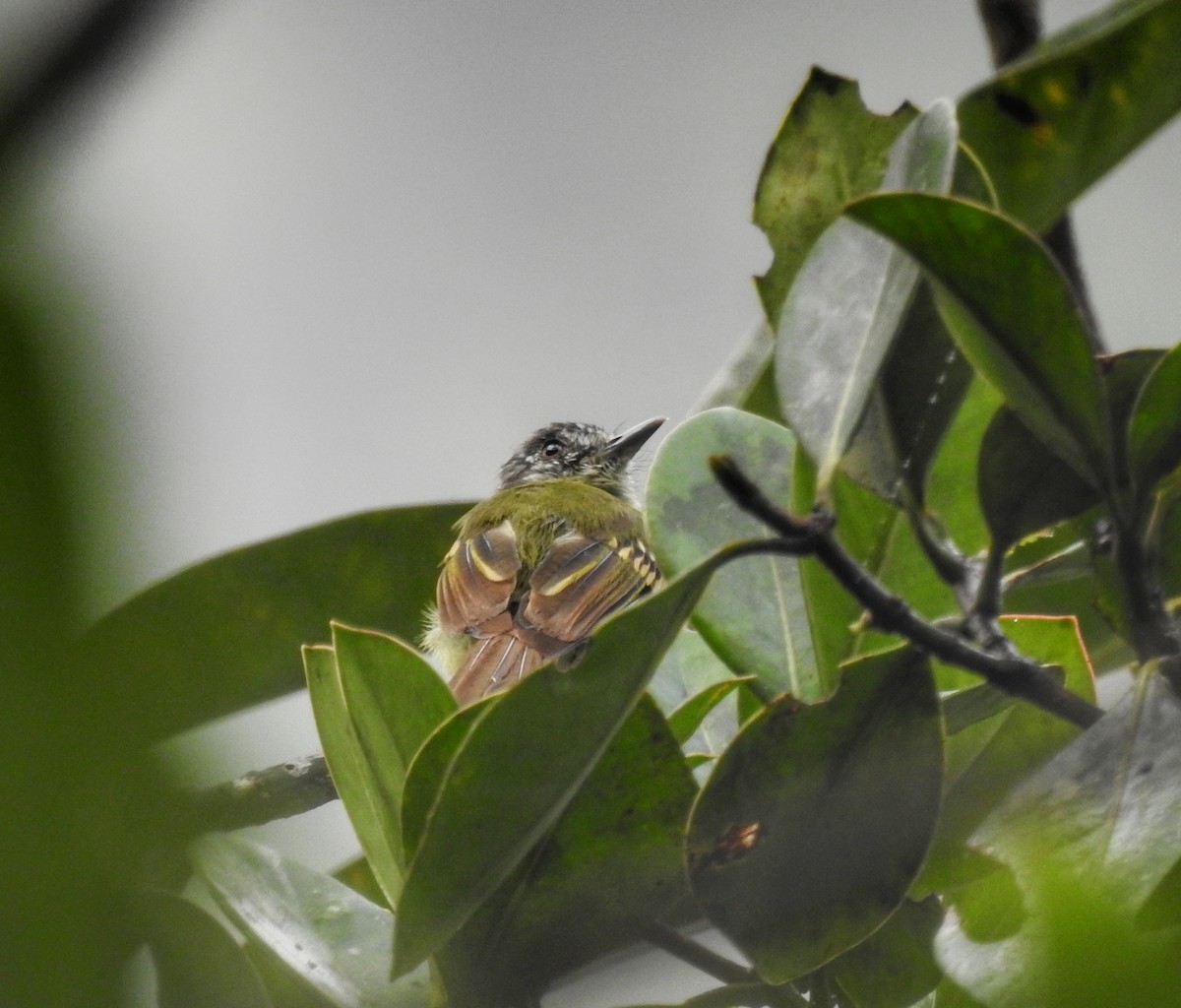 Slaty-capped Flycatcher - ML449117791