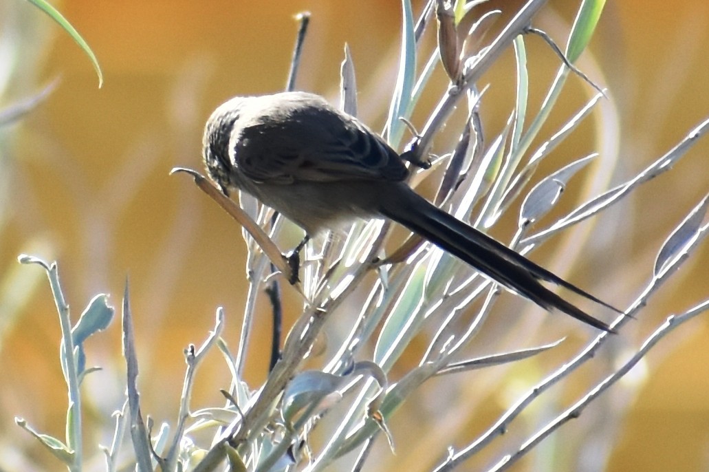 Plain-mantled Tit-Spinetail - ML449119971