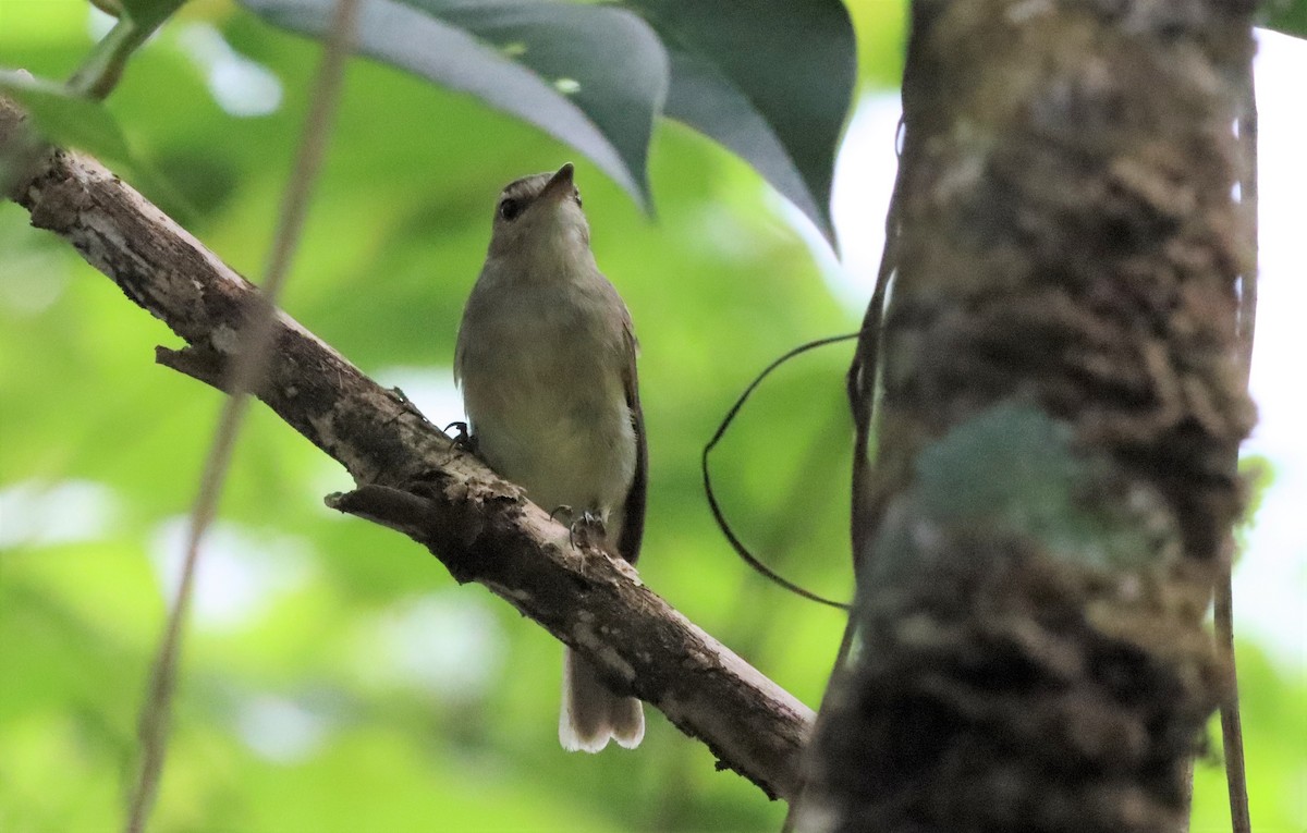 Cocos Tyrannulet - ML449120131