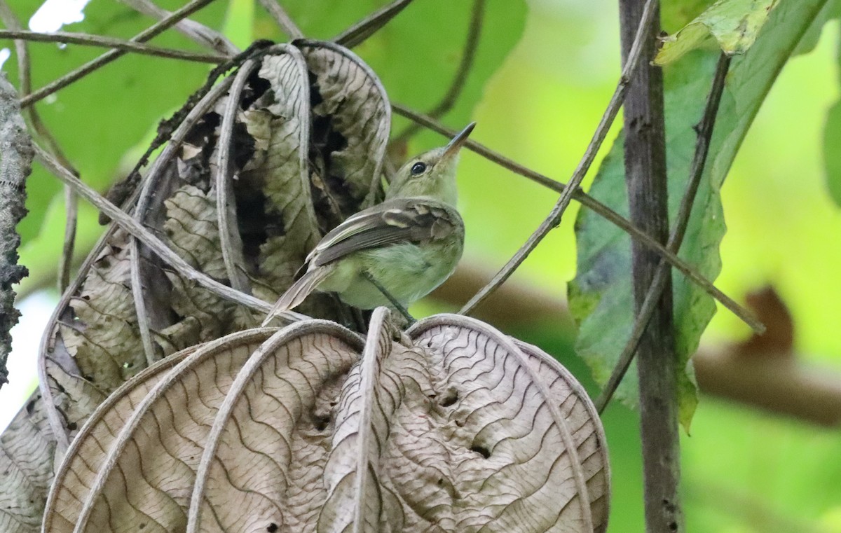 Cocos Tyrannulet - Oliver  Komar