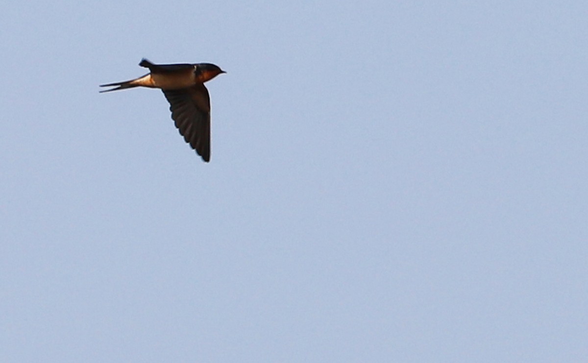 Barn Swallow (American) - Rob Bielawski