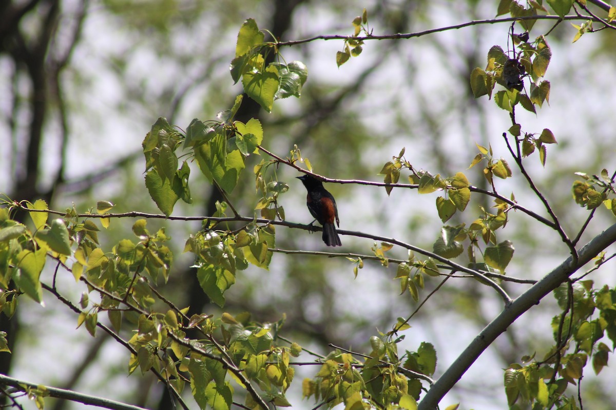 Orchard Oriole - ML449120671