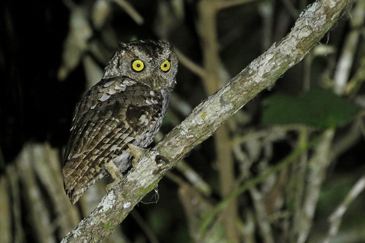 Peruvian Screech-Owl - ML449121191