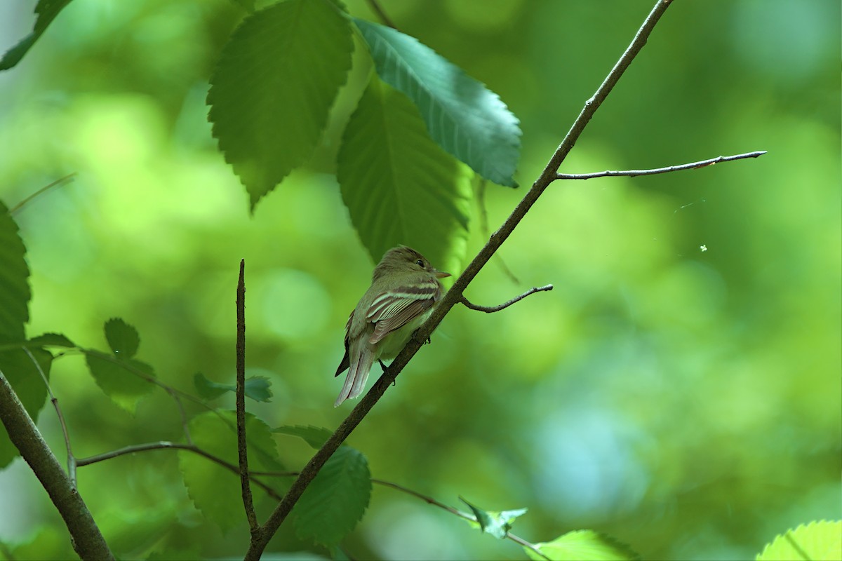 Acadian Flycatcher - ML449121451