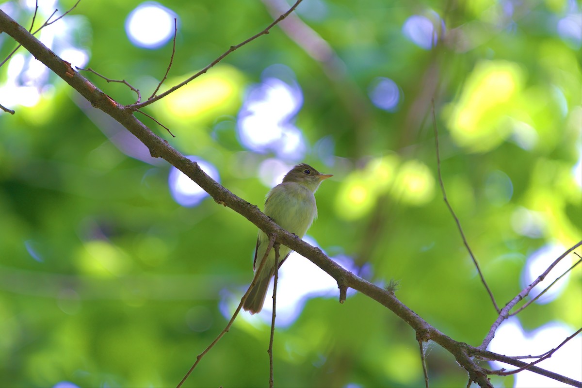 Acadian Flycatcher - ML449121471