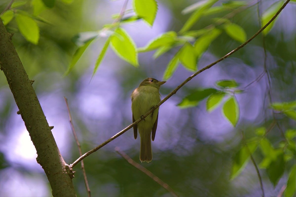 Acadian Flycatcher - ML449121481