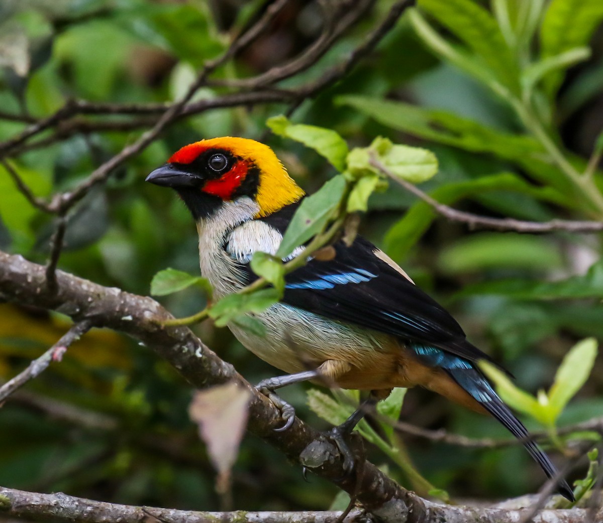 Flame-faced Tanager - ML449121581