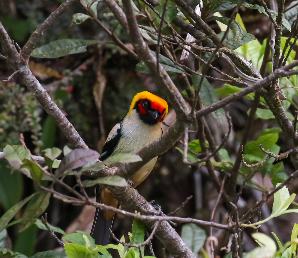Flame-faced Tanager - ML449121651