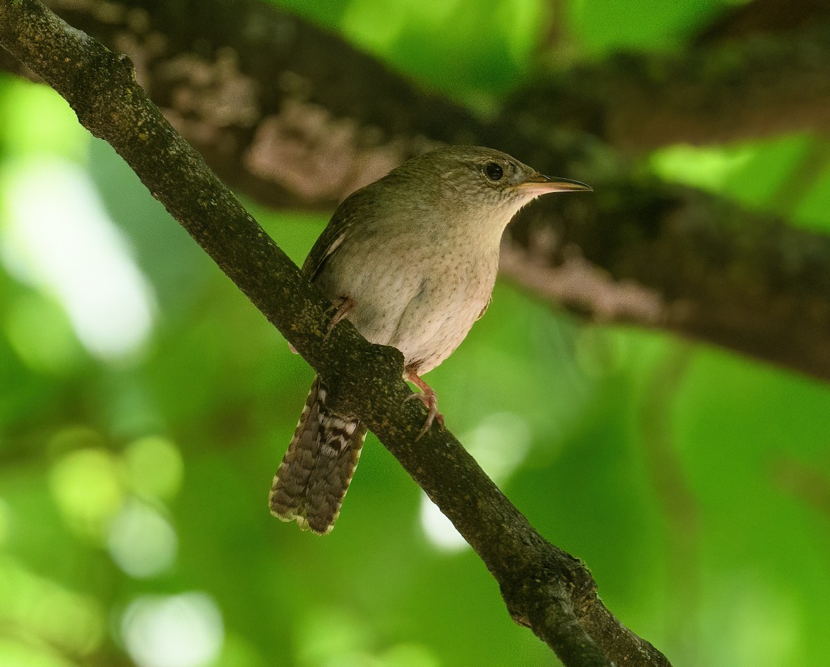 Northern House Wren - ML449121891