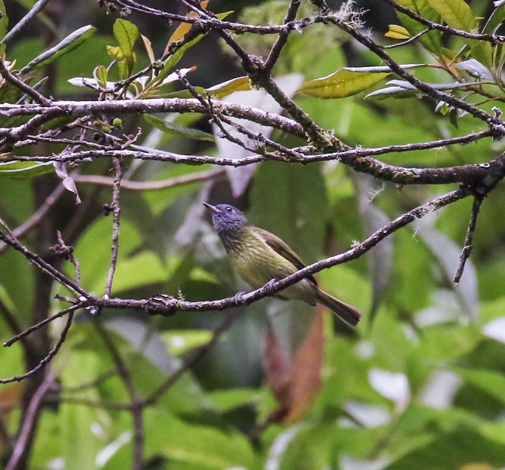 Streak-necked Flycatcher - ML449123701