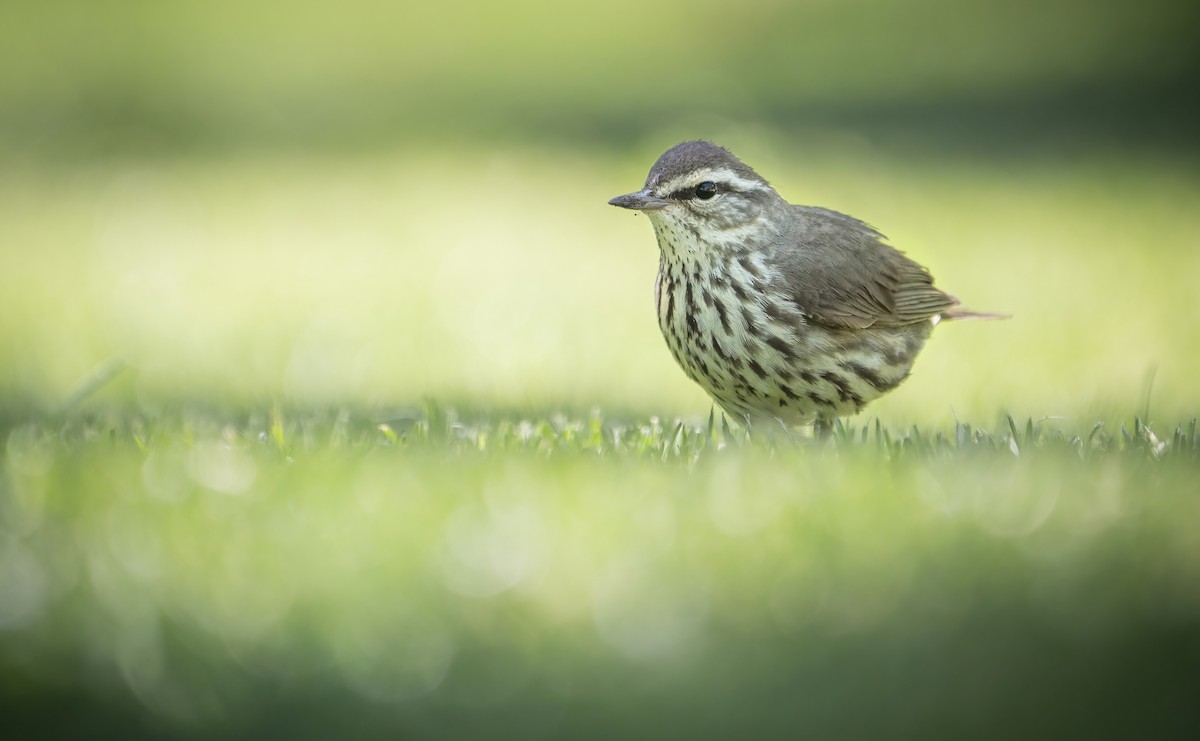 Northern Waterthrush - Anonymous