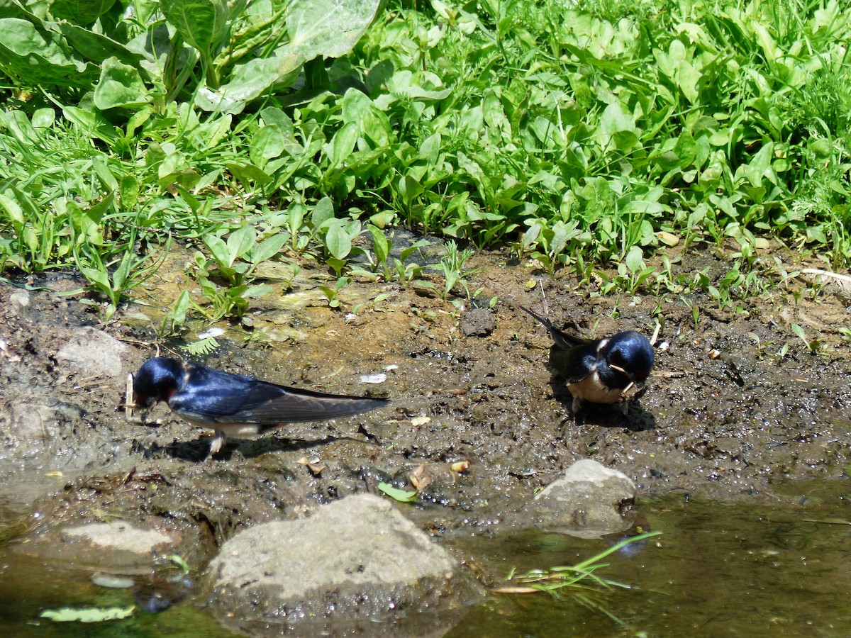 Barn Swallow - ML449125171