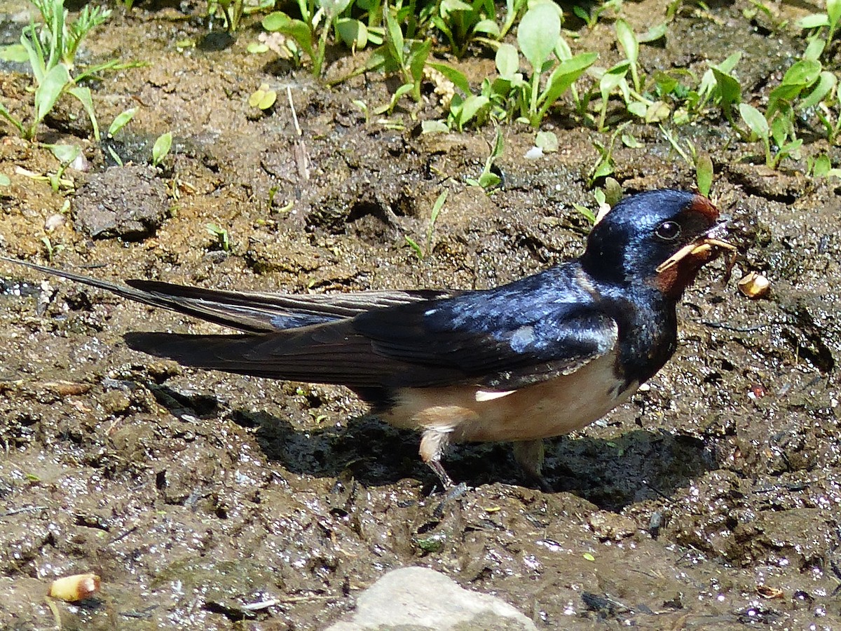 Golondrina Común - ML449125261