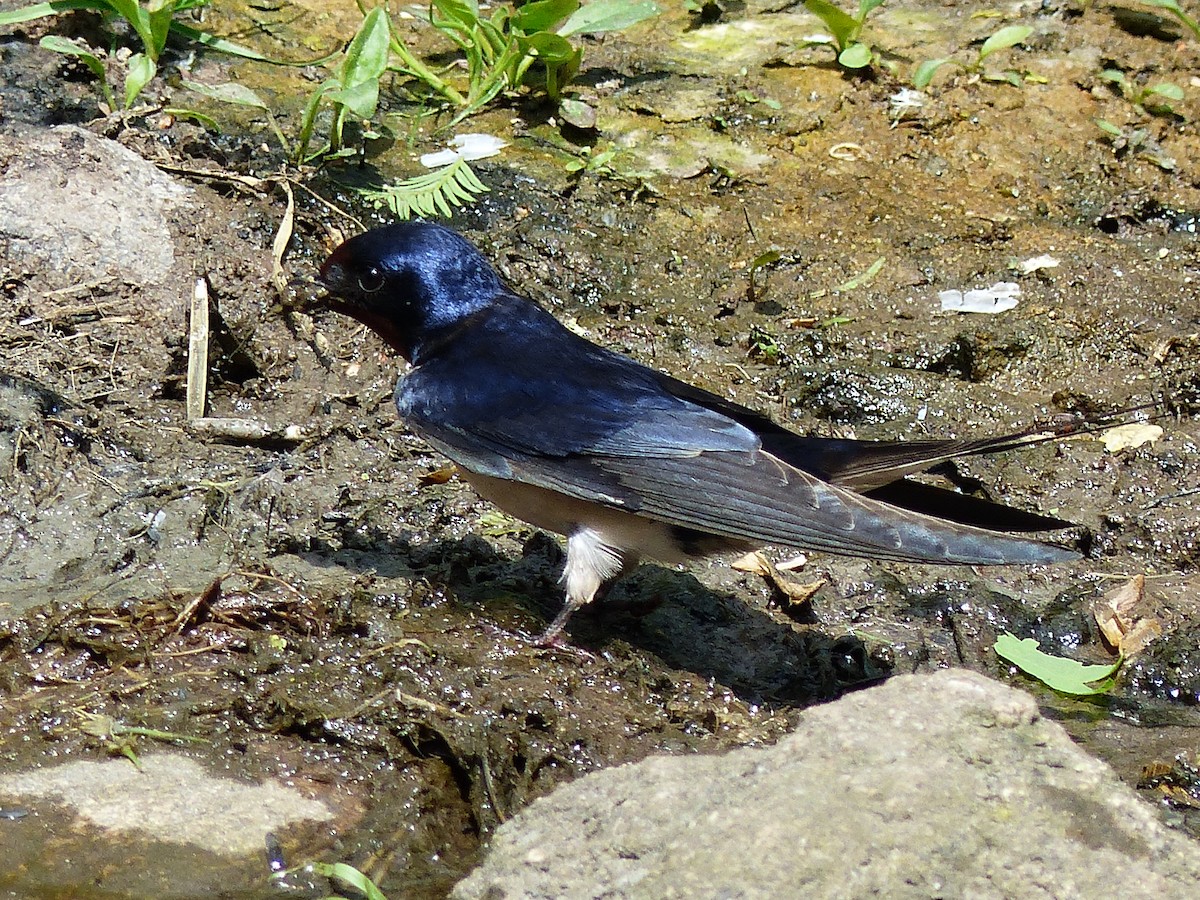 Barn Swallow - Coleta Holzhäuser