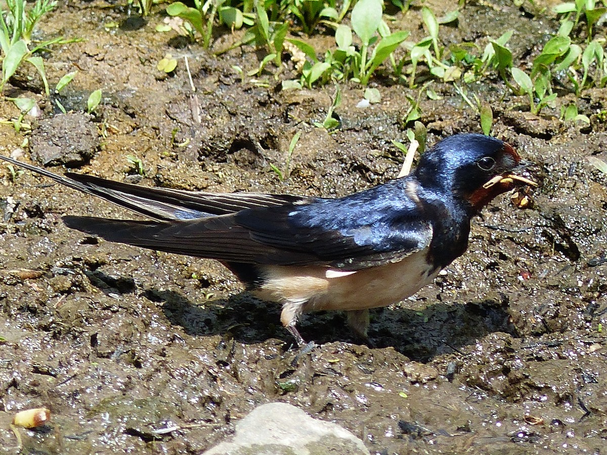 Barn Swallow - Coleta Holzhäuser