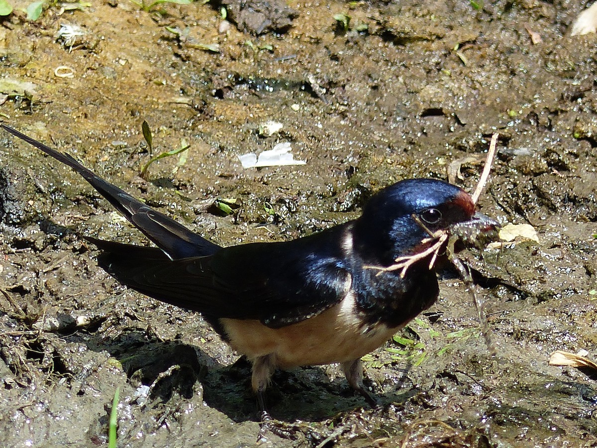 Barn Swallow - ML449125531