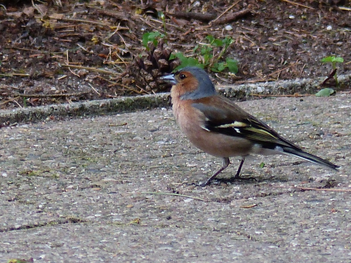 Common Chaffinch - ML449125761