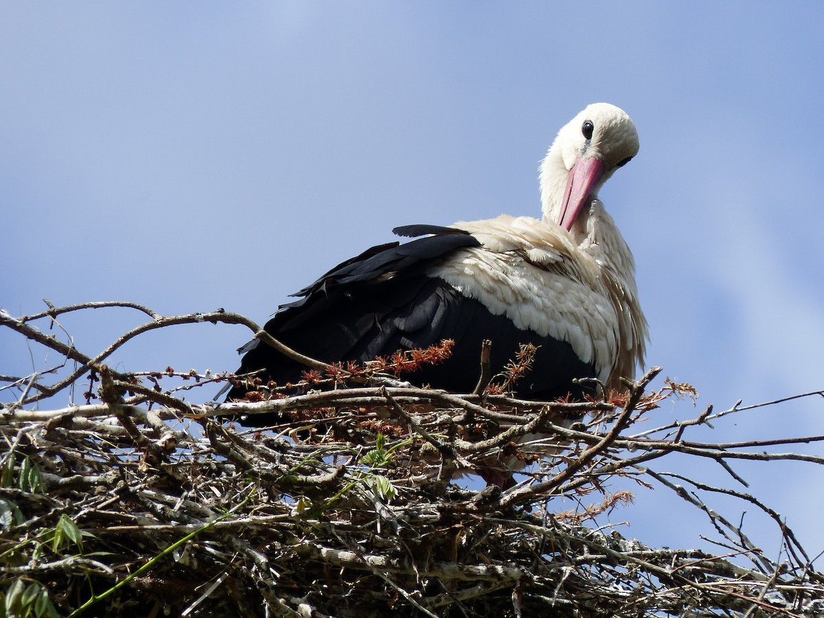 White Stork - ML449125821