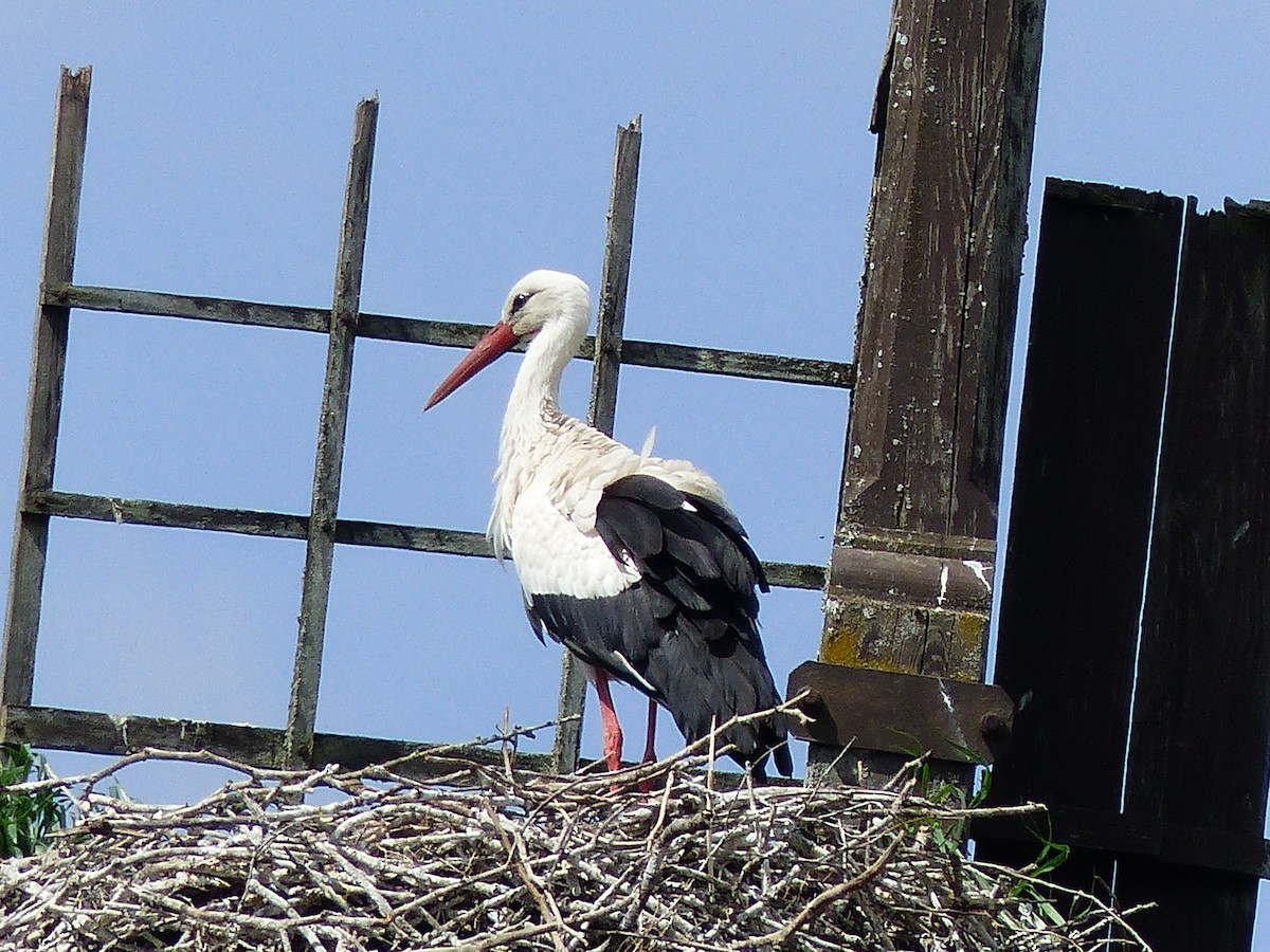 Cigüeña Blanca - ML449125871