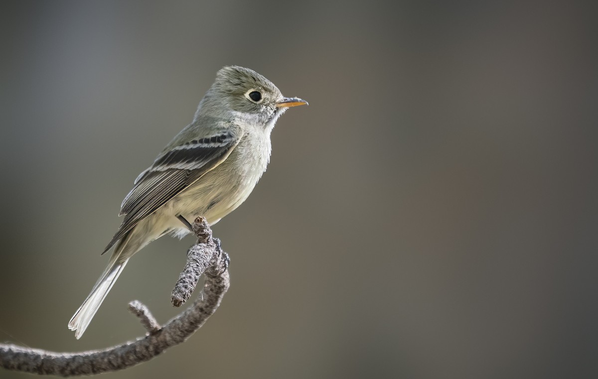 Pine Flycatcher - Anonymous