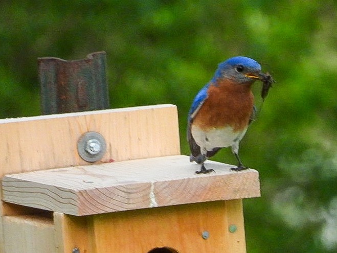 Eastern Bluebird - ML449126631