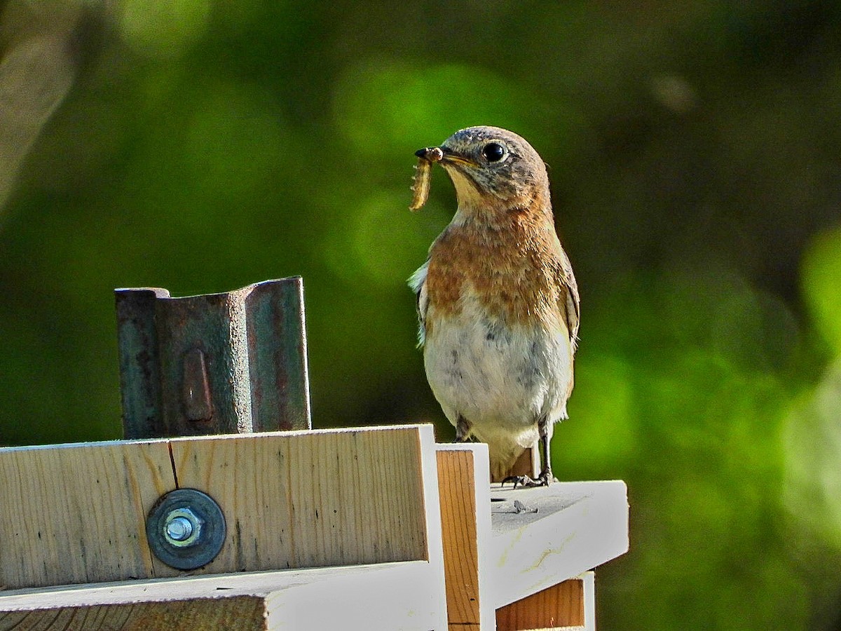 Eastern Bluebird - ML449126651