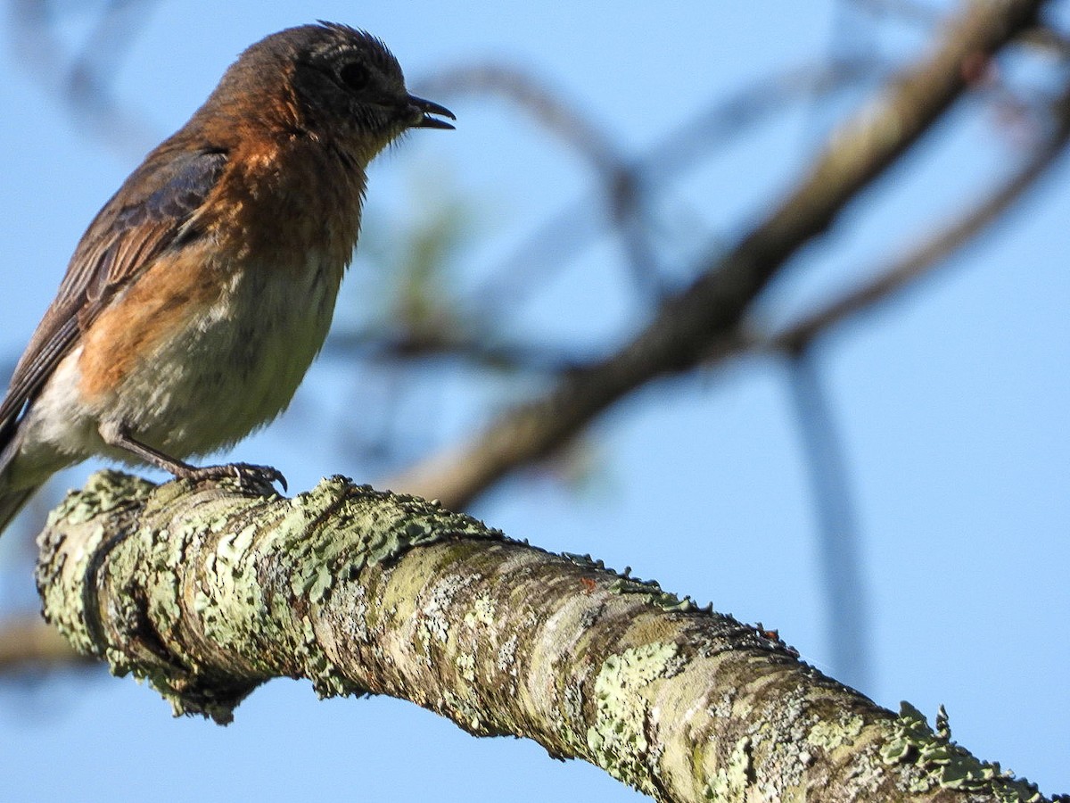 Eastern Bluebird - ML449126661