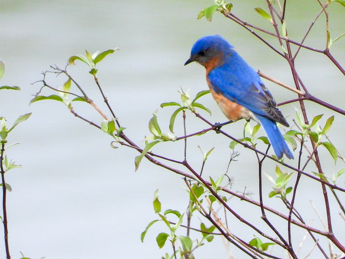 Eastern Bluebird - ML449126671