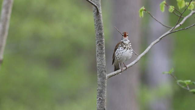 Wood Thrush - ML449127191