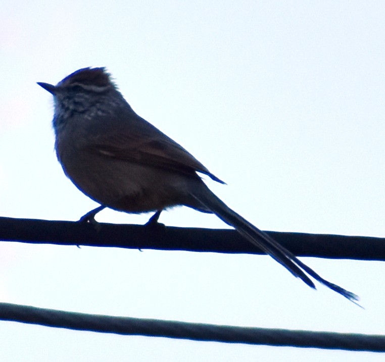 Plain-mantled Tit-Spinetail - ML449128221