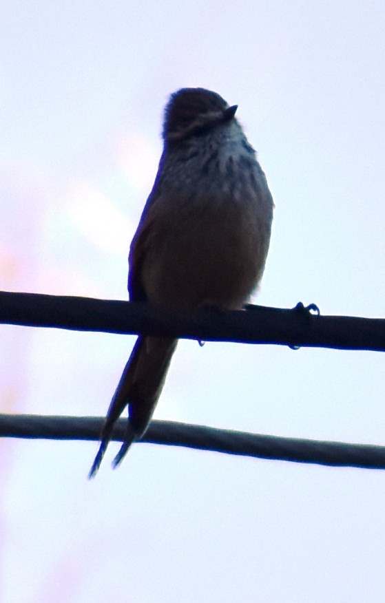 Plain-mantled Tit-Spinetail - ML449128421