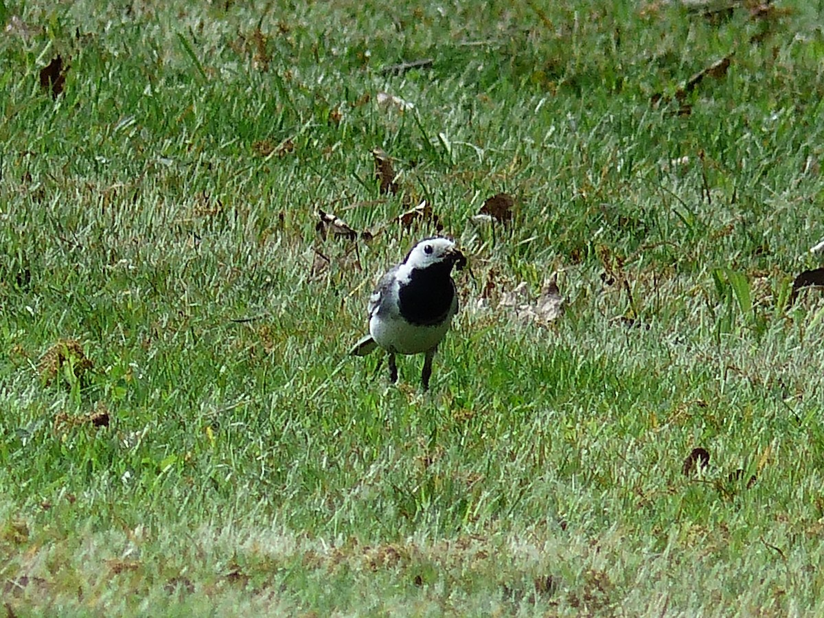 White Wagtail - ML449129051