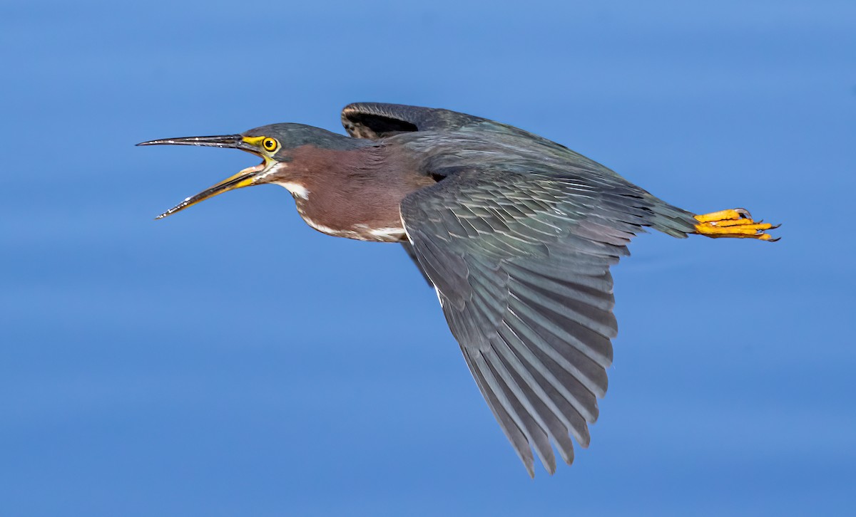 Green Heron - Iris Kilpatrick