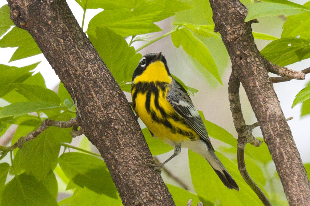 Magnolia Warbler - Julie Neal