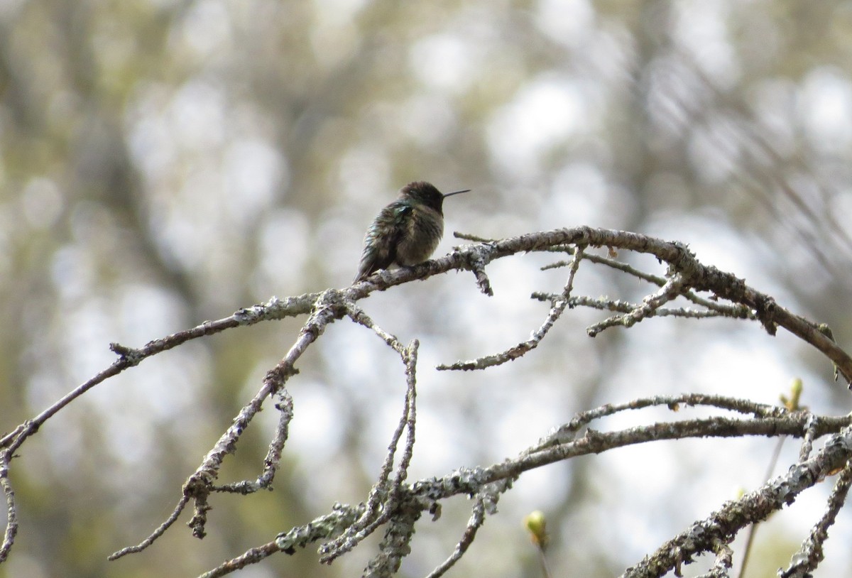 Ruby-throated Hummingbird - kandy rathinasamy
