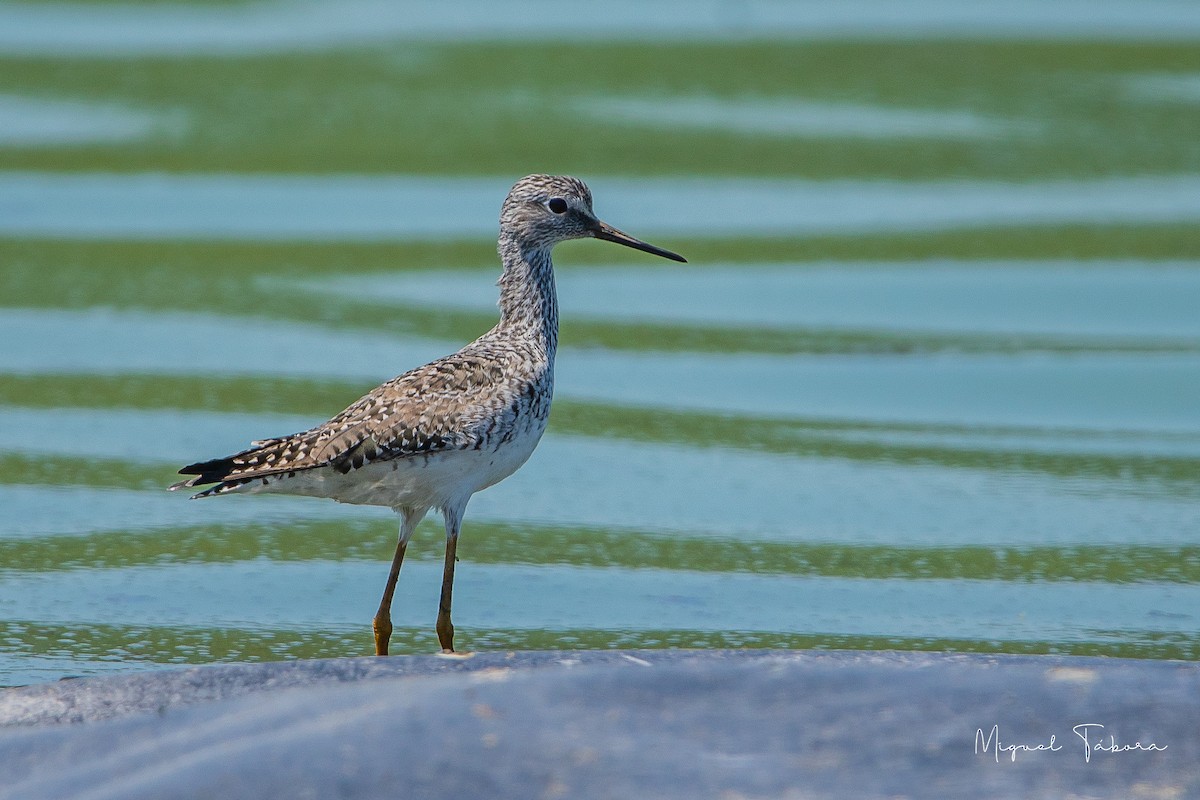 Greater Yellowlegs - ML449132561