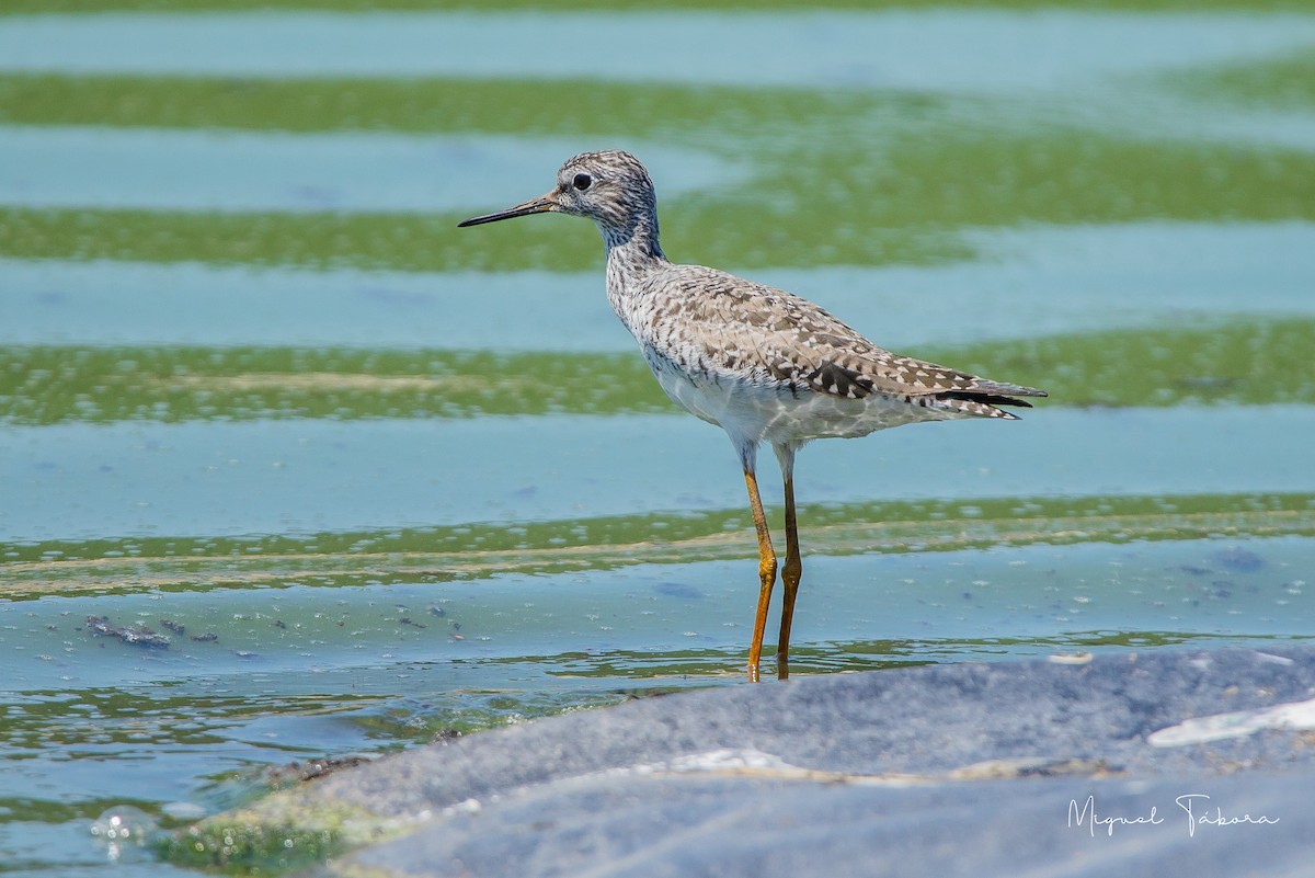 Greater Yellowlegs - ML449132671