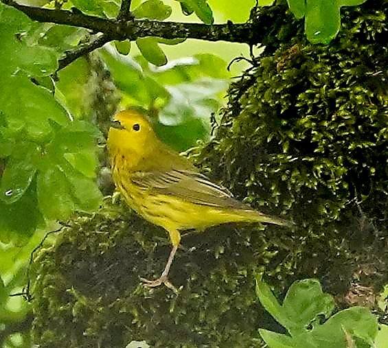 Yellow Warbler - ML449134031