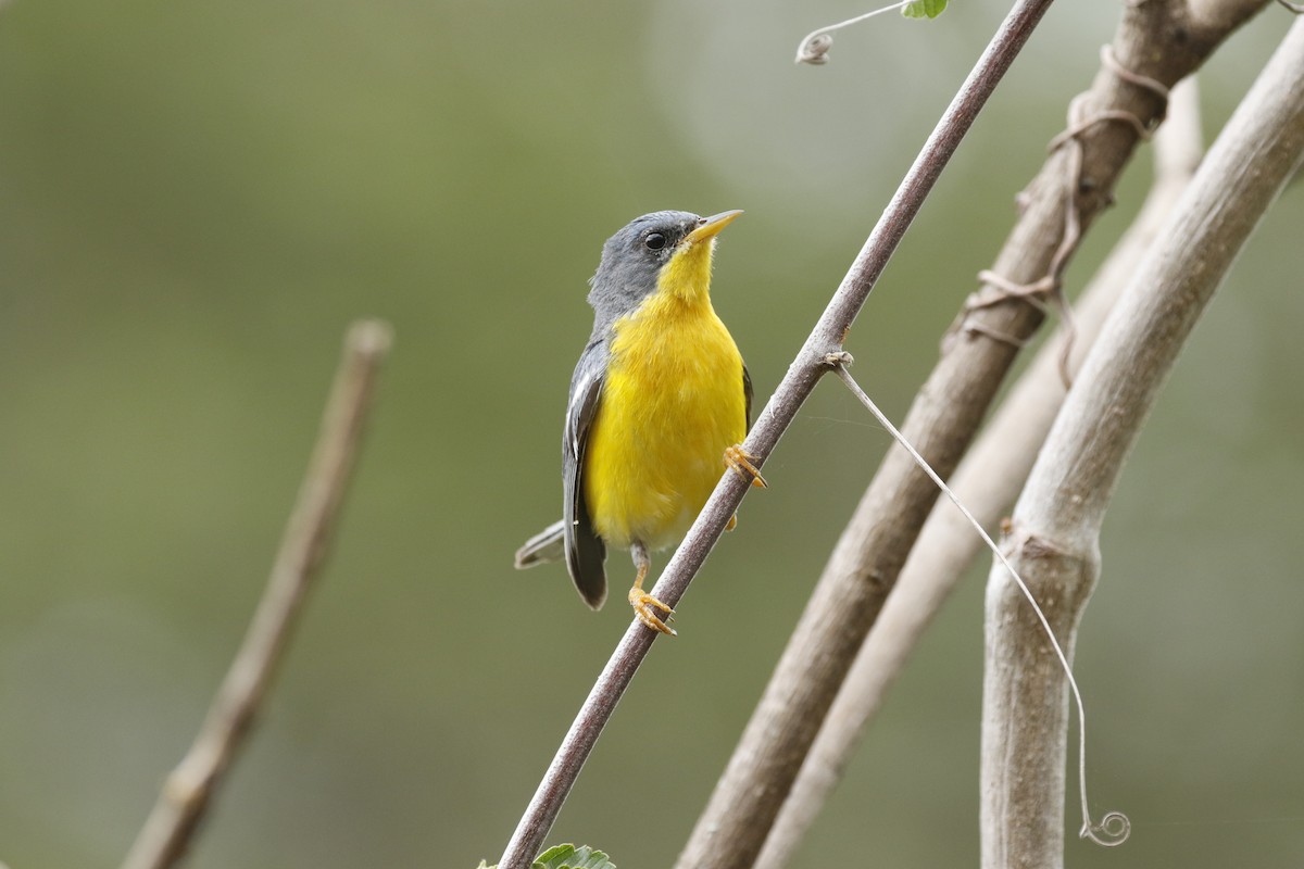 Tropical Parula - Michael Booker