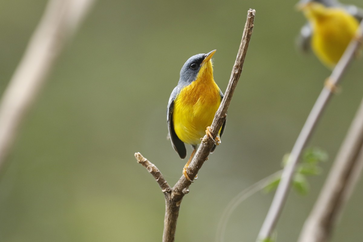 Tropical Parula - Michael Booker