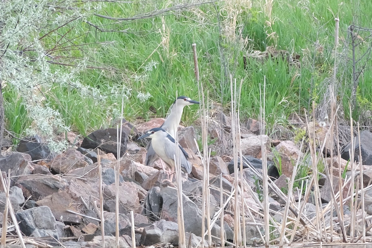 Black-crowned Night Heron - ML449136391