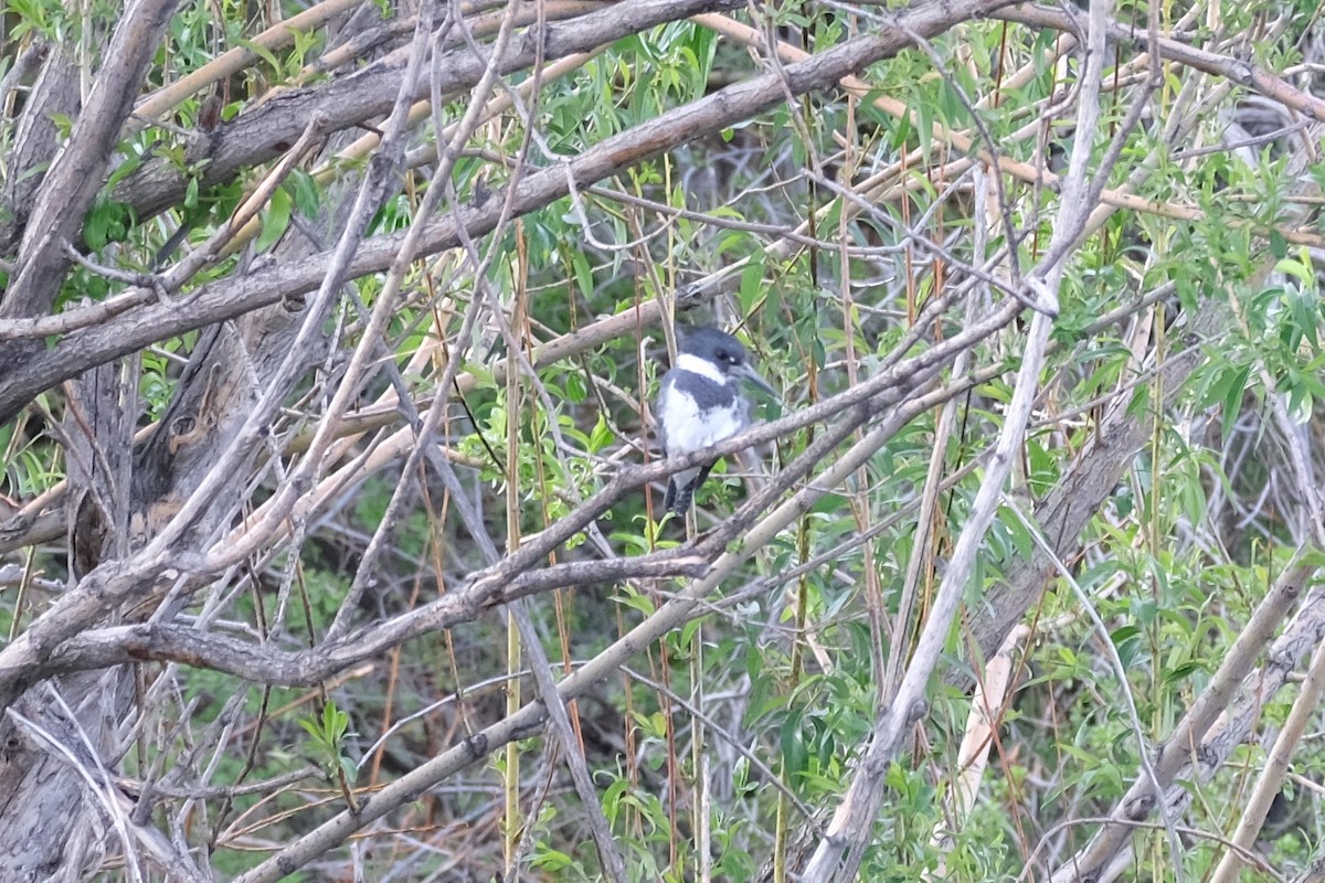 Martin-pêcheur d'Amérique - ML449136551